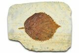 Paleocene Fossil Leaf (Davidia) - Montana #377872-1